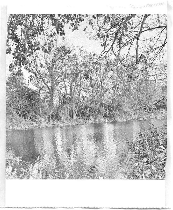 A black and white pocket printer style photo of river and branches with leaves above.