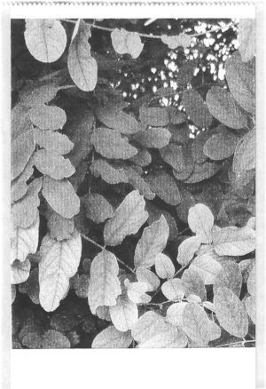 A black and white pocket printer style photo of tree leaves.