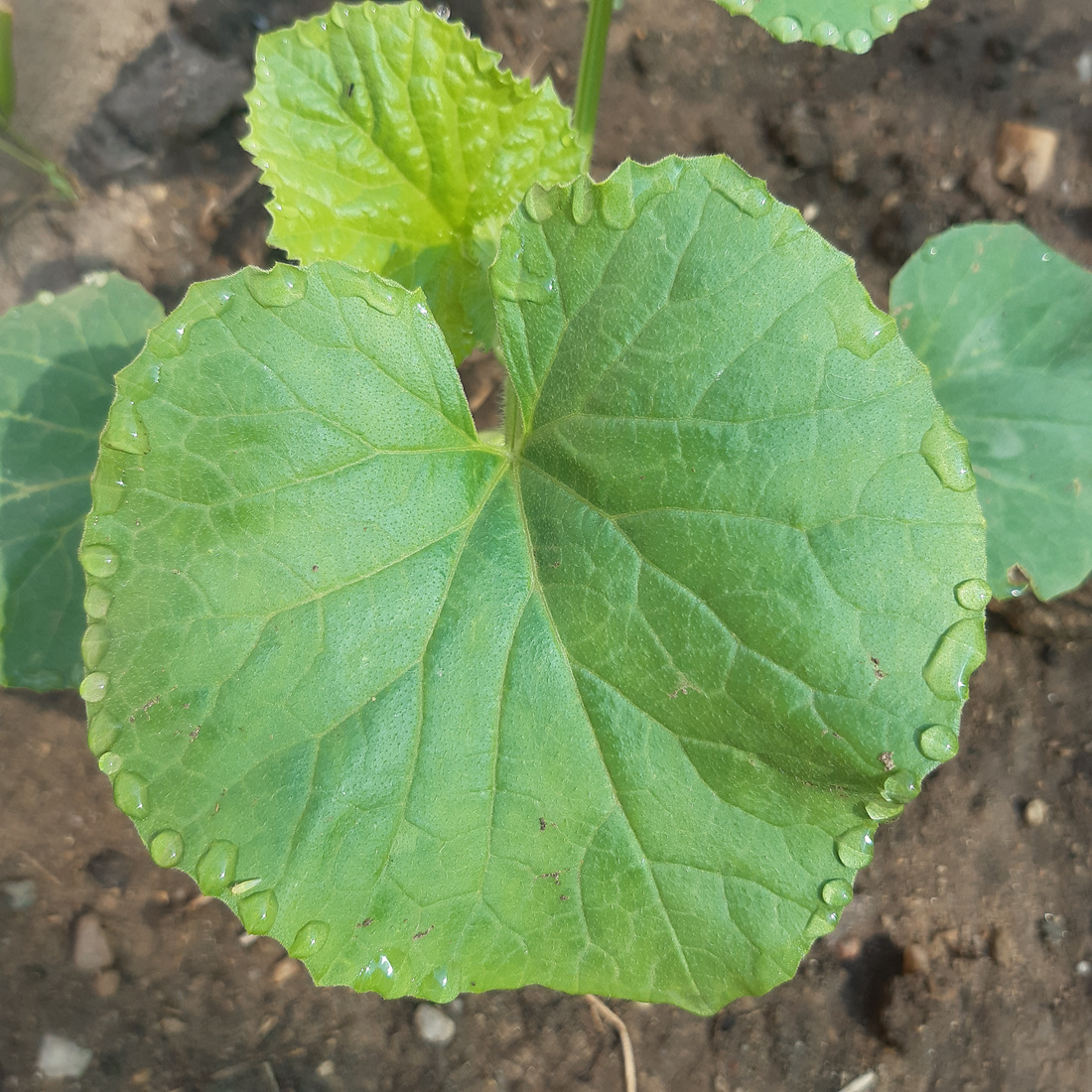 Detail of a cucumber leaf with shimmering dew drops along its edges.