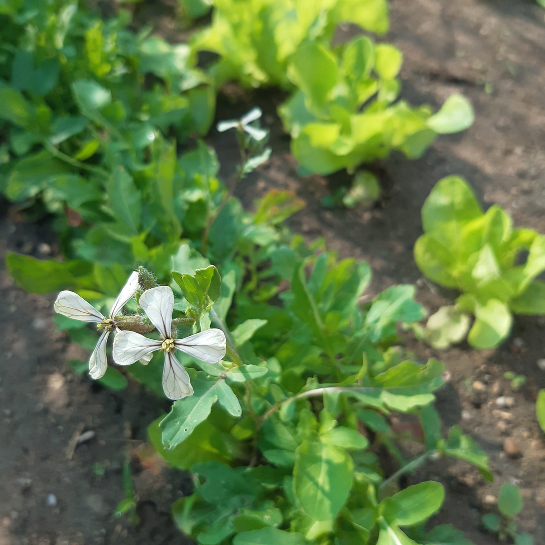 Close-up of a white arugula flower.