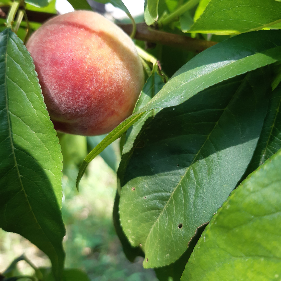 Close-up of a ripening peach.