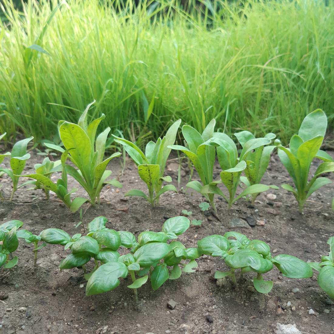 Young basil plants stretching upward with marigolds behind them.