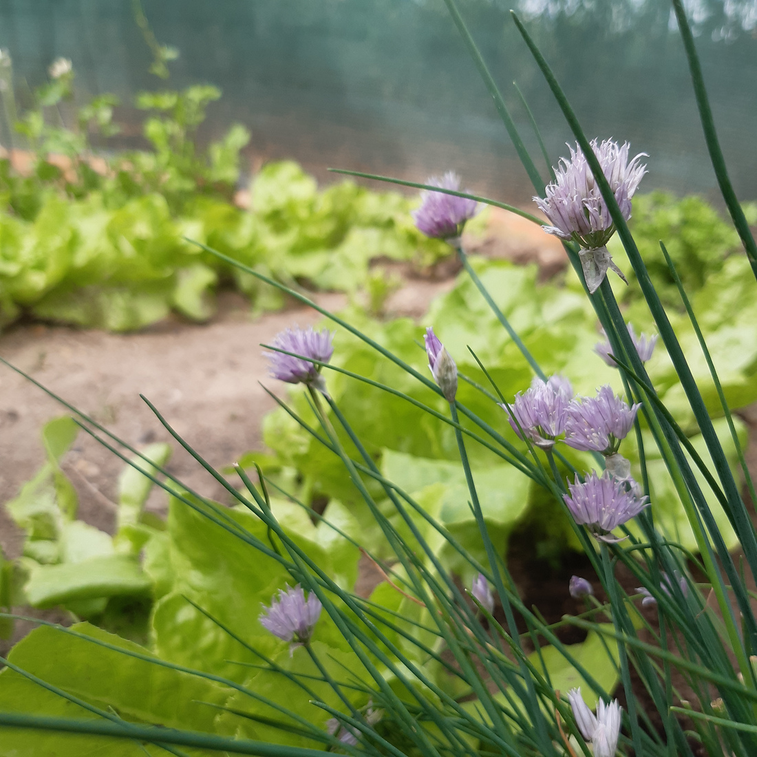 Close-up of chive flowers.