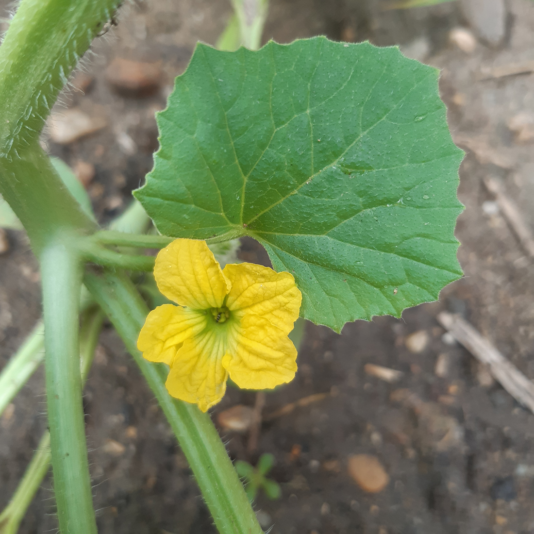 Close-up of a cucumber flower.