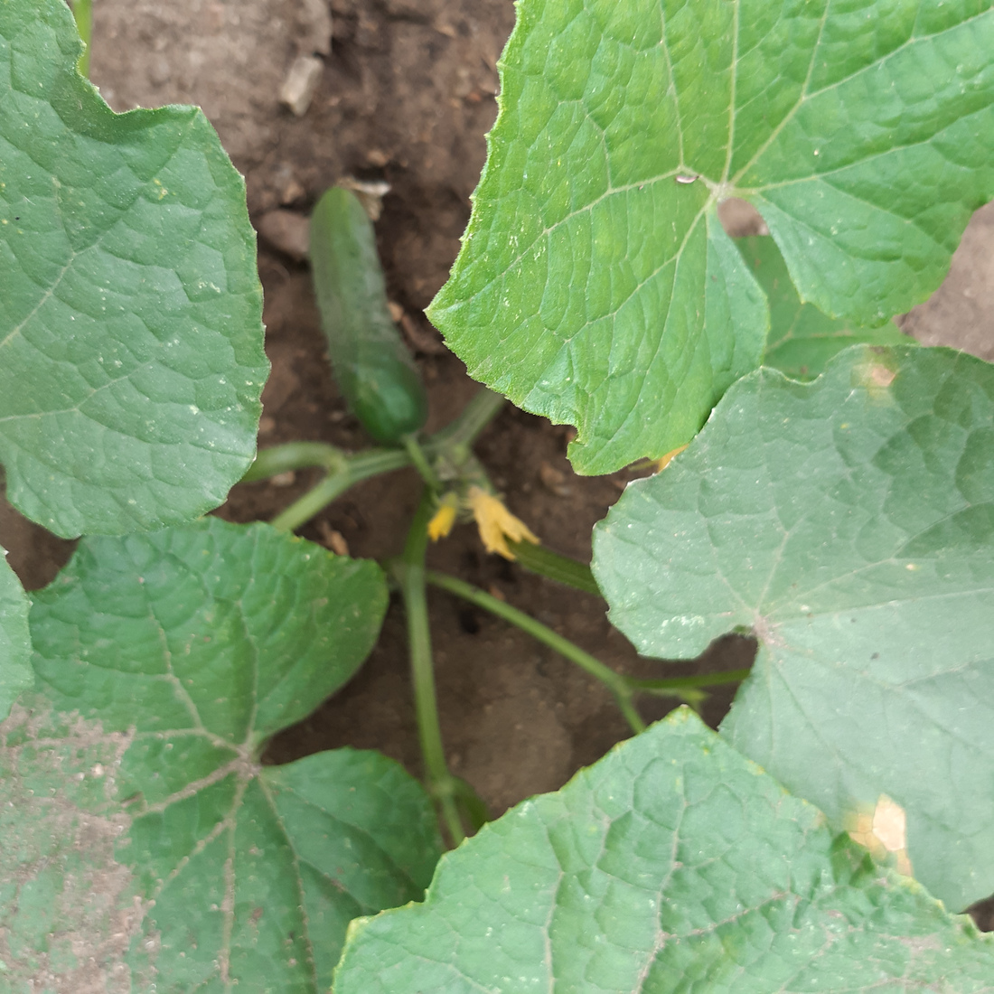 Close-up of cucumber leaves with a growing fruit peeking out from underneath.