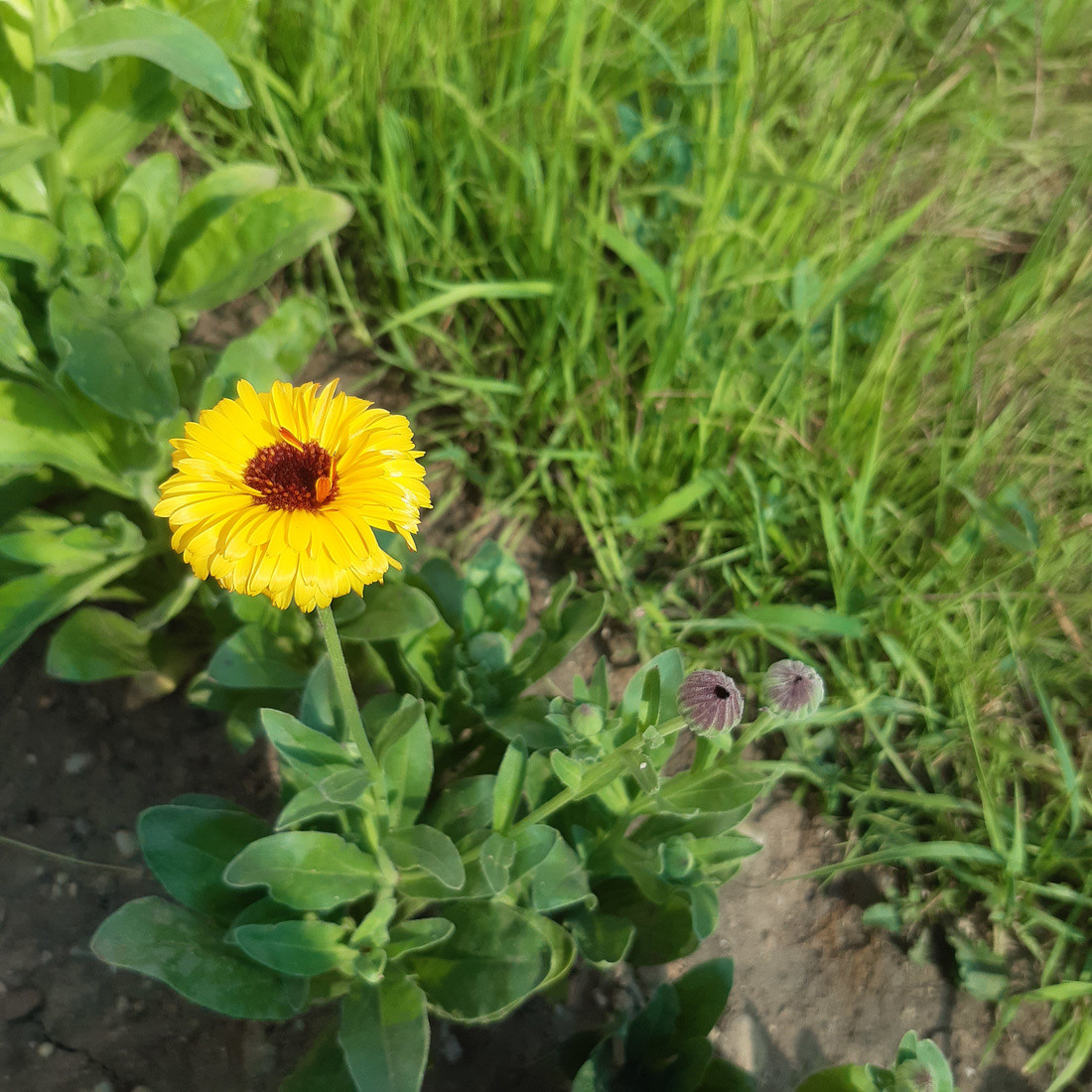 Close-up of a blooming marigold.