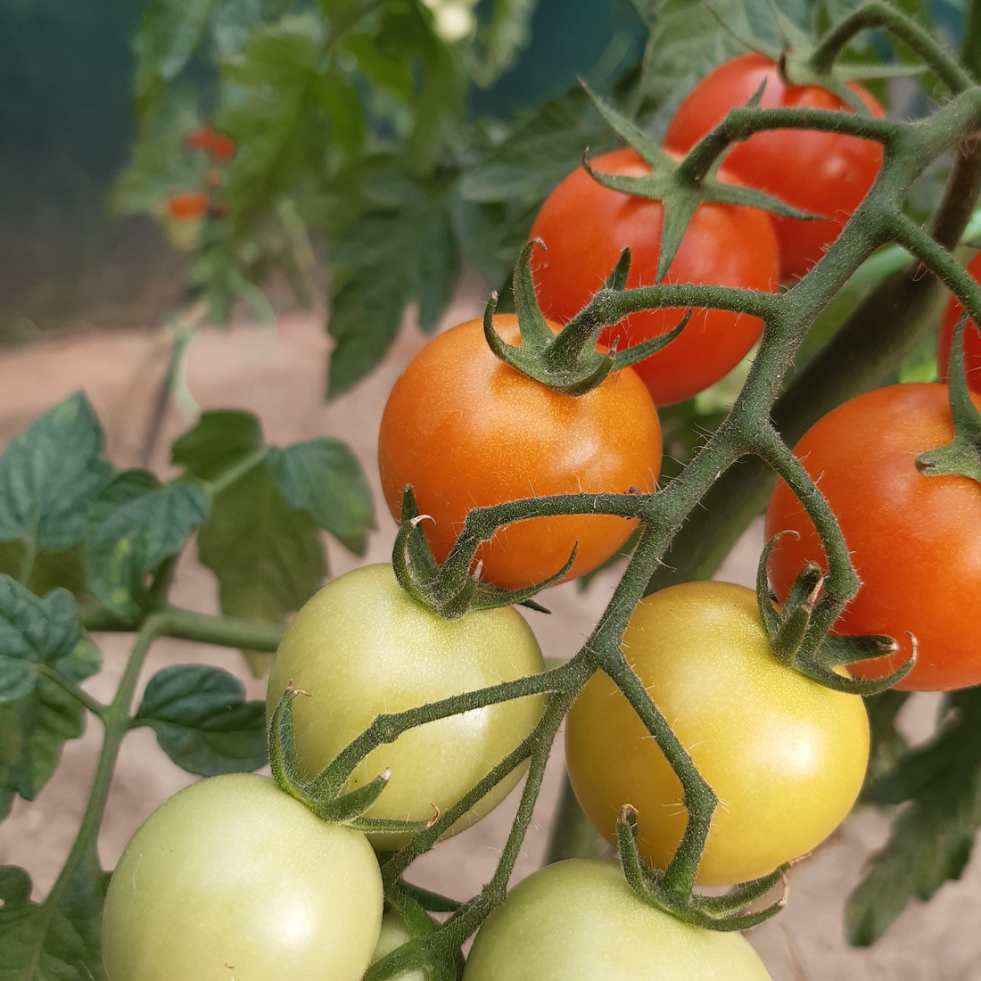 Close-up of cherry tomatoes gradually ripening.