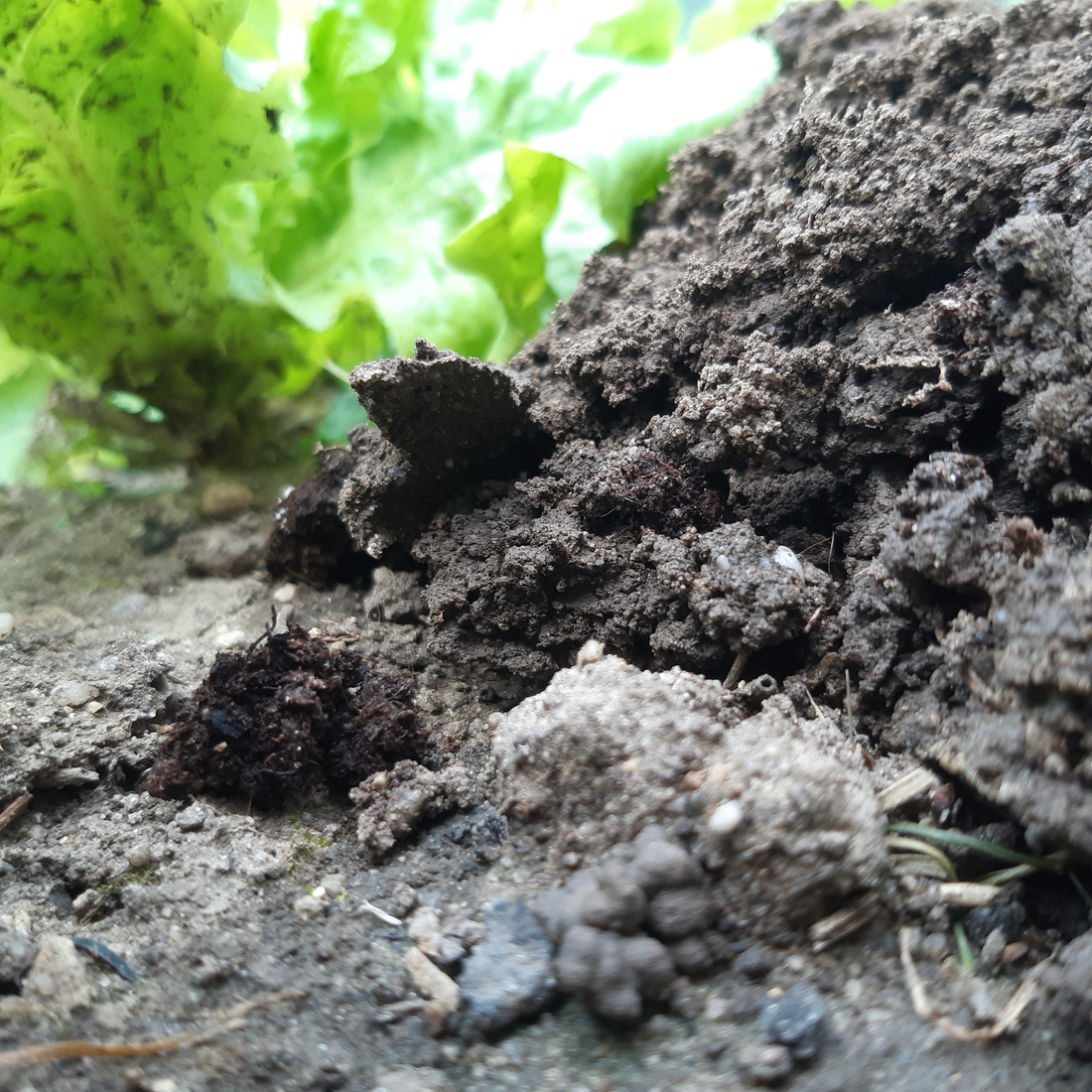 Close-up of a molehill, with a salad plant eeking out from behind it.