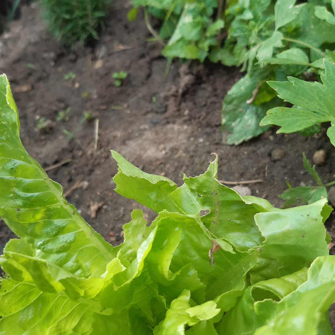 Close-up of a nibbled salad leaf.