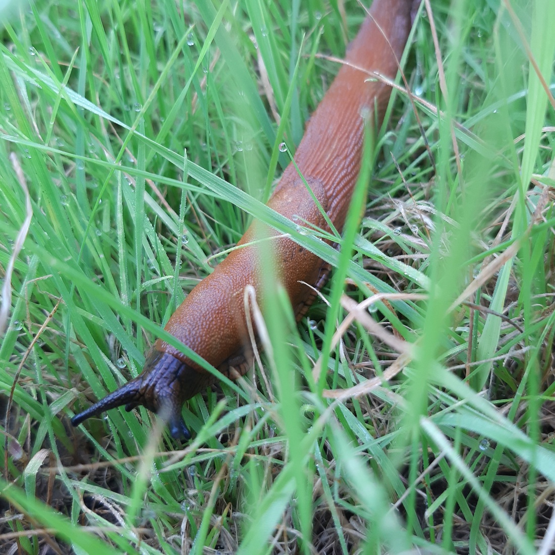 Close-up of a slug among blades of grass.