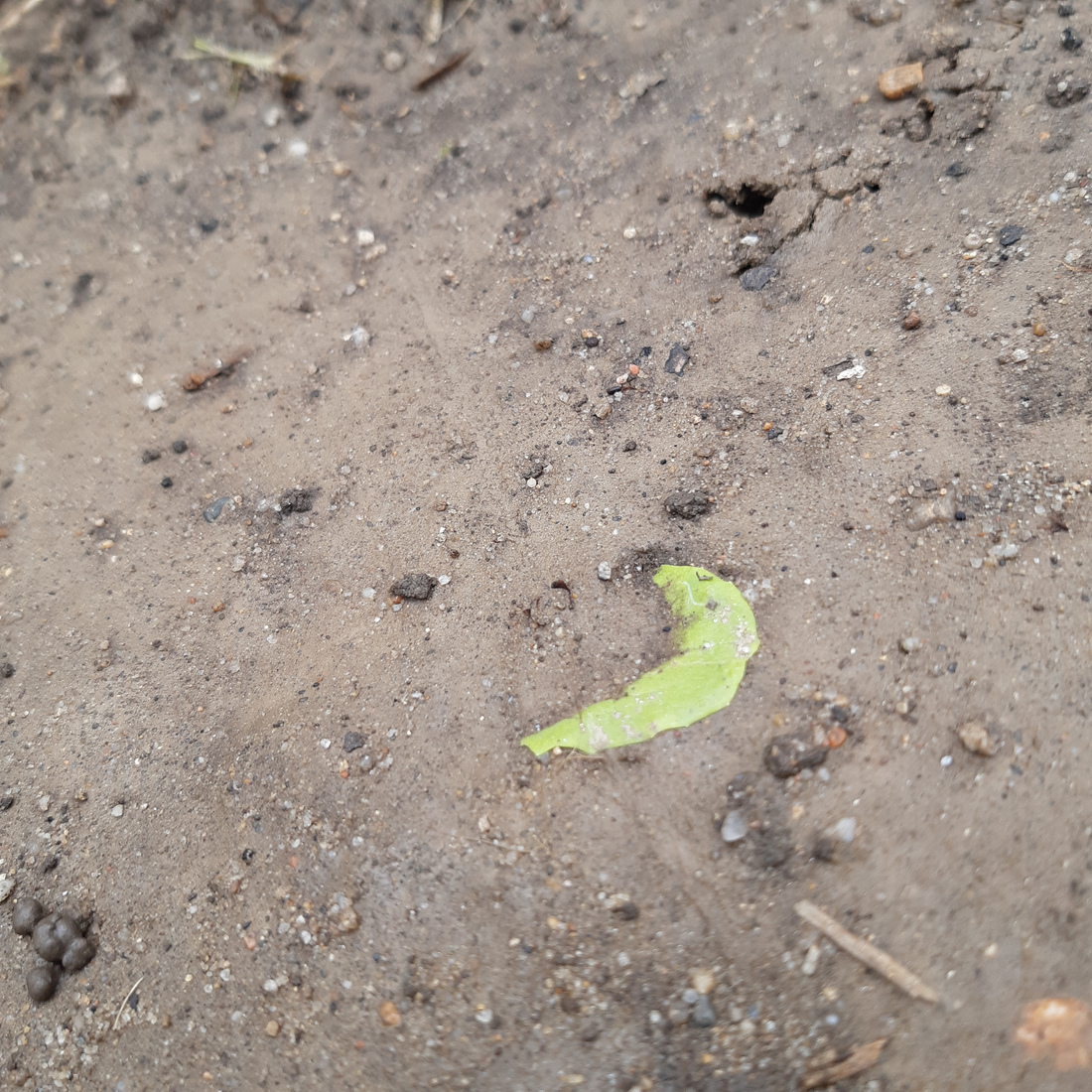 Flooded salad seedling, with just a piece of leaf peeking out from the layer of mud.