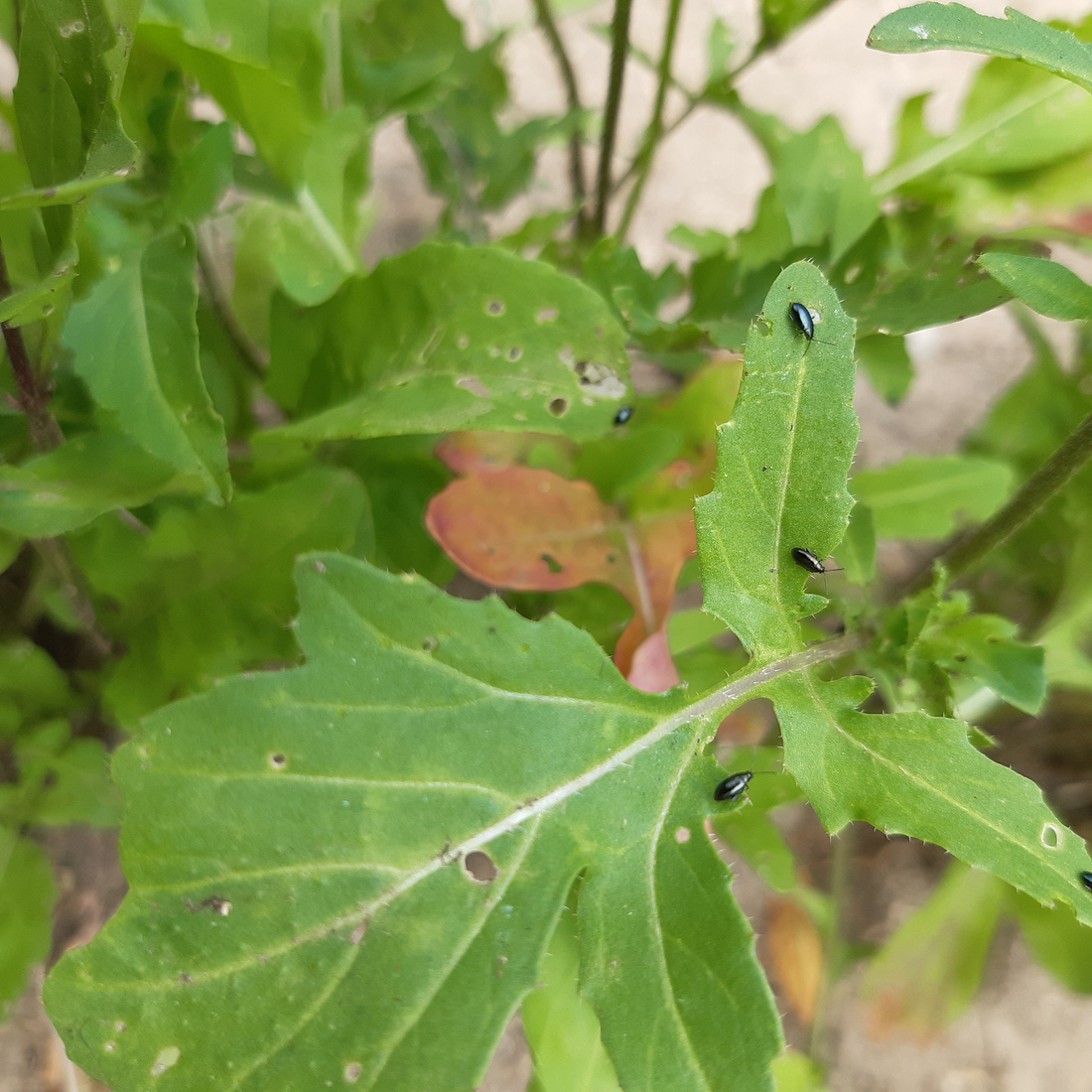 Close-up of an arugula leaf with aphids and a few nibbled spots.