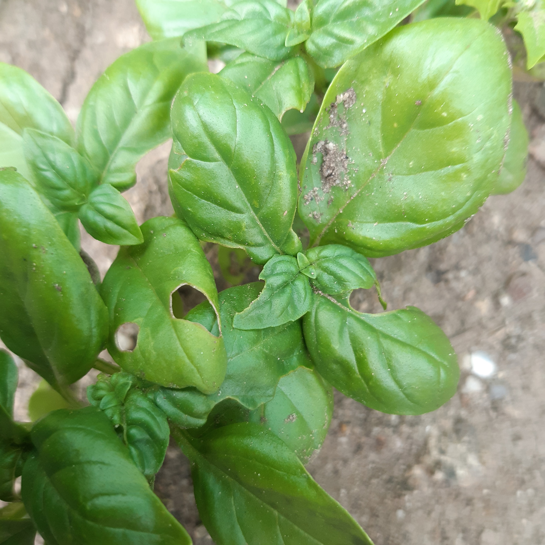 Close-up of basil leaves with a few nibbled spots.