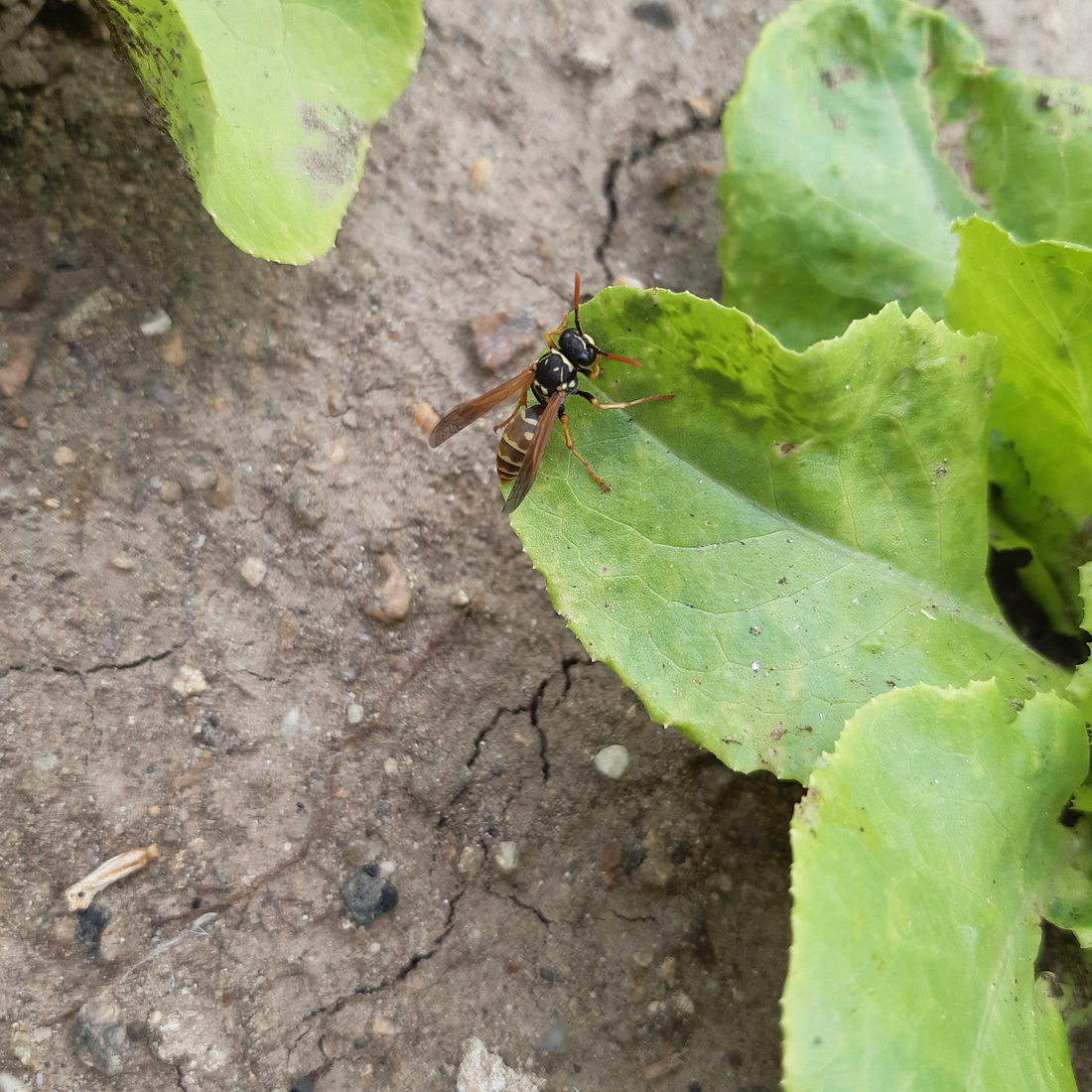 A salad leaf with a wasp sitting on its edge.