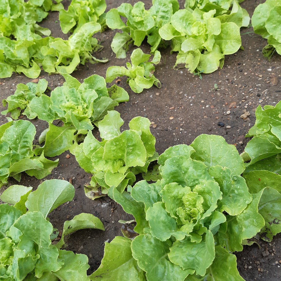 Group of healthy adult salad plants.