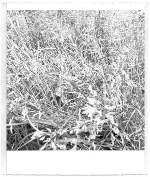 A black and white pocket printer style photo of meadow grasses.