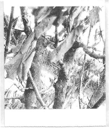 A black and white pocket printer style photo of sick tree leaves and branches.