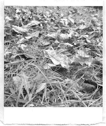 A black and white pocket printer style photo of autumn leaves lying in the grass.