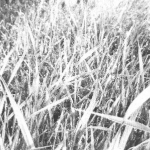 A black and white pocket printer style photo of blades of grass with dewdrops reflecting light.