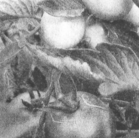 A black and white pocket printer style photo of tomatoes.