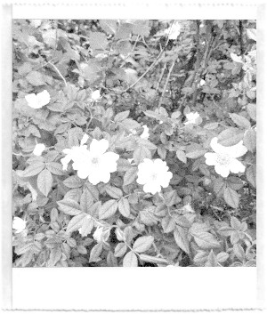 A black and white pocket printer style photo of rosehip flowers in full bloom.