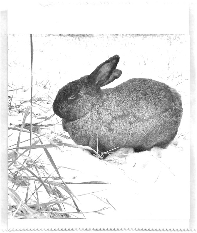 A black and white pocket printer style photo of a bunny in snow nibbling on grass.