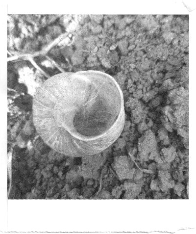 A black and white pocket printer style photo of a spider behind webs in the snail shell.