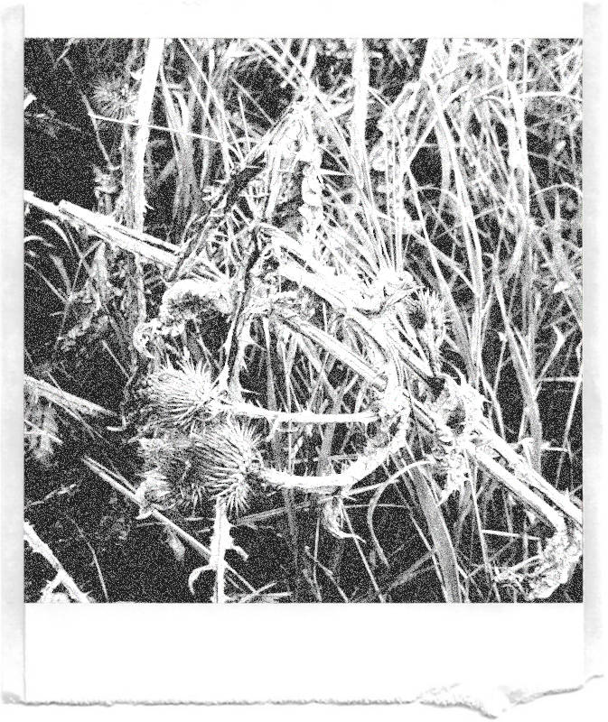 A black and white pocket printer style photo of dry and broken thistle stems.