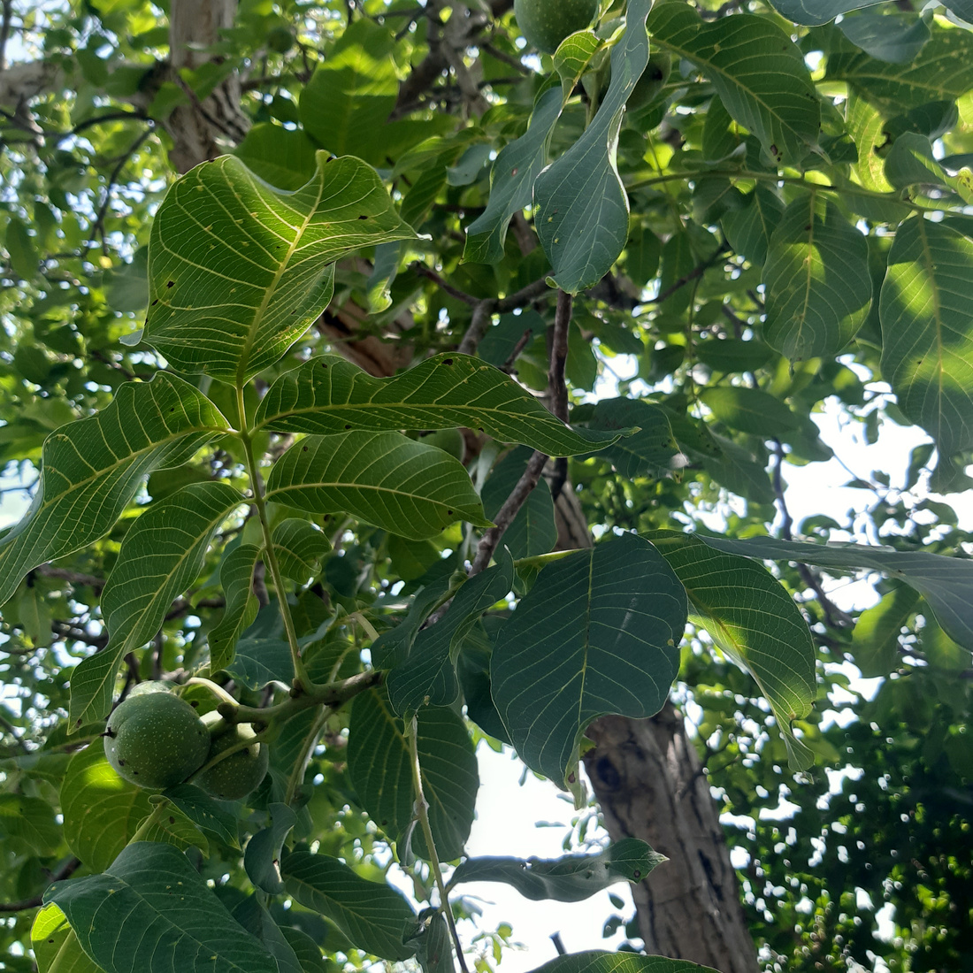 A photo of a branch with leaves, with sunny and shadowed spots.