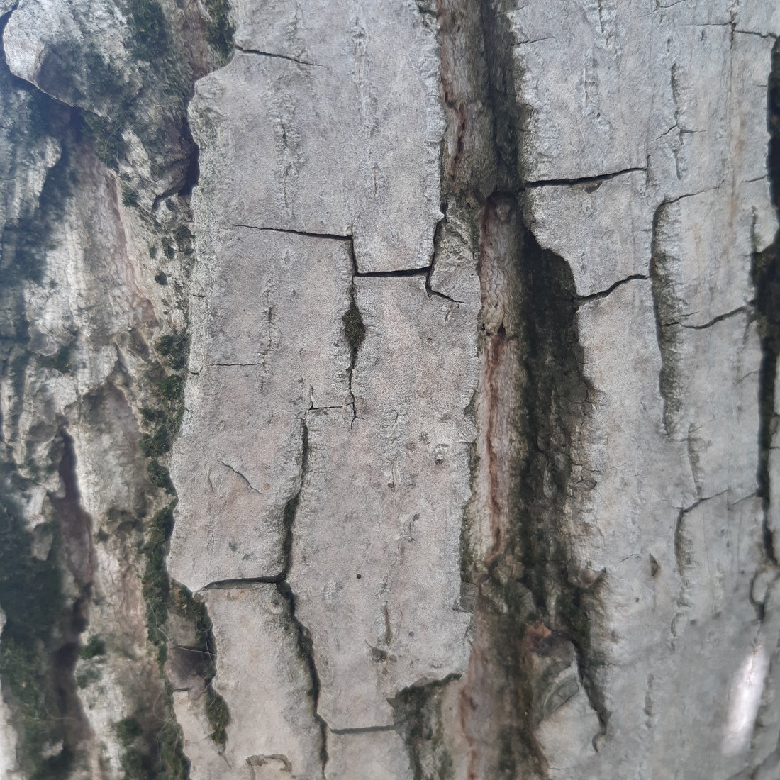 A close-up photo of grayish-brown bark with deep cracks.