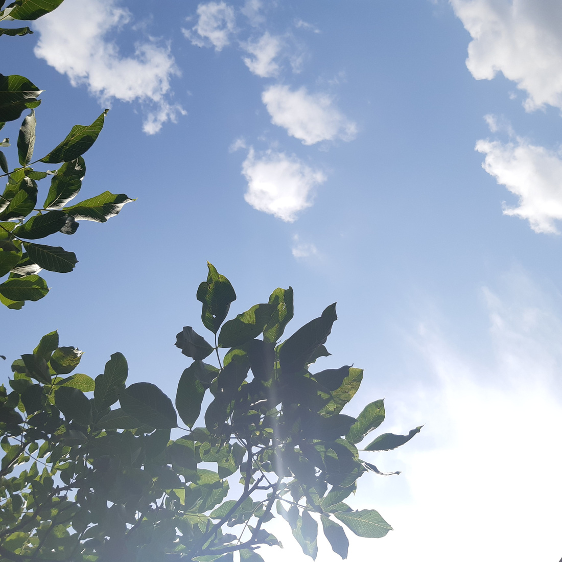 A photo of a blue sky and white clouds, with branches and leaves silhouetted against the sun in the bottom left corner.