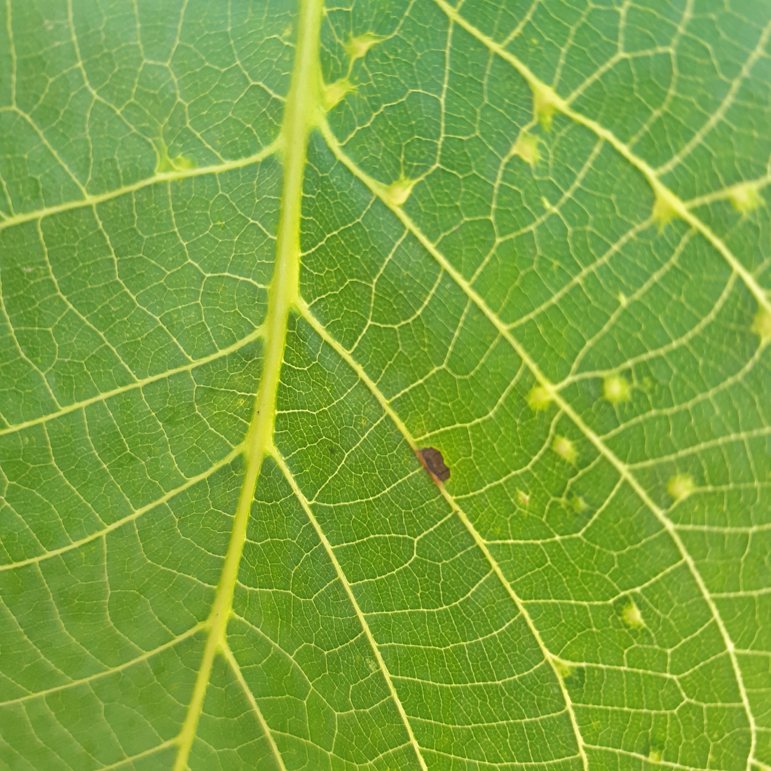 A close-up photo showing the veins of a bright green leaf.